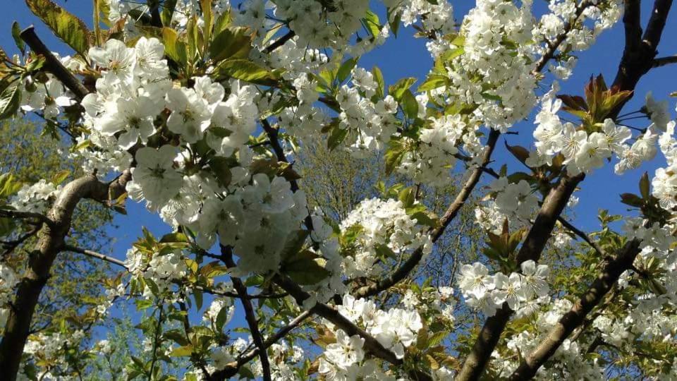 Vakantiehuis Aan Het Bos - Gelegen Aan De Tulpenroute Bant Bagian luar foto
